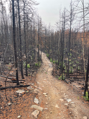 Trail with burnt trees along it.