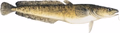 Burbot