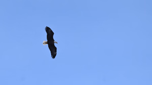 Bald Eagle flying over the lake