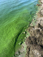 Lake was pretty green at the end of the summer.