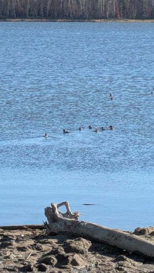 Hall Lake, late group of ducks getting ready to go south. 