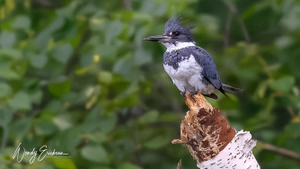 Belted male Kingfisher
