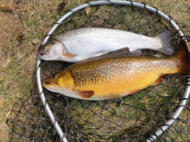 Rainbow and Tiger Trout caught by Erik Nasselquist.