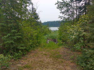 Boat access to Clarence Lake. Very muddy.