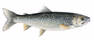 Lake Trout