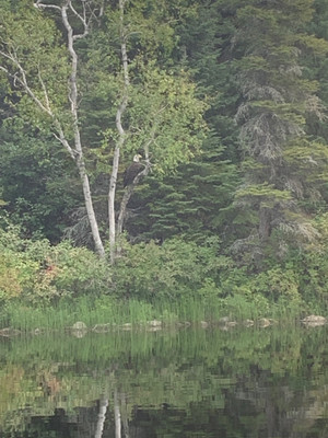 Eagle on Mosher Lake 2023