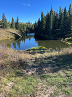 View of the pond from the shore access.