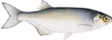 Goldeye