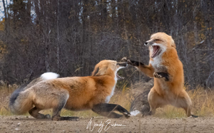 Two foxes fighting or what they call "geckering"! They do this at times to fight for territorital rights or during mating season and in this case it was months prior to mating season.  Taken on the Narrows road right beside the Waskesui Lake!
