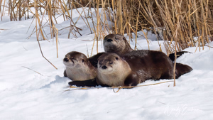 Family of Otters on the shore of Waskesui Lake at the Narrows