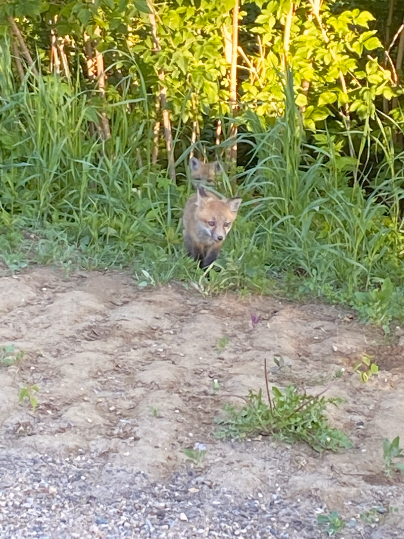 Waiting for mom. Kits sitting in the bush line. 