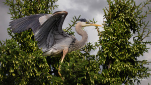 Great Blue Heron fledgling! Sandy Lake has a Rookery housing Great Blue Herons.  It's almost haunting-like listening to the young start to fledge their nests.  This heron was hopping from tree branch to tree branch.