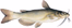 Channel Catfish