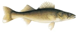 Photo of Walleye