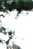 Leaf Lake