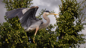 Great Blue Heron fledgling! Sandy Lake has a Rookery housing Great Blue Herons.  It's almost haunting-like listening to the young start to fledge their nests.  This heron was hopping from tree branch to tree branch.