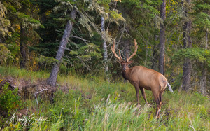 Bull Elk taken while on the 2nd Hanging Heart lake.
