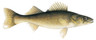 Walleye