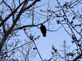 Turkey Vultures roosting in the evening beside Lac Pelletier
Photo @saskstormchaser Turkey Vultures roosting in the evening beside Lac Pelletier
Photo @saskstormchaser