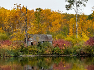 Little cabin in the woods
