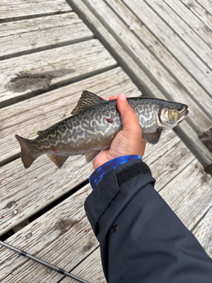 Tiger trout