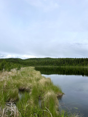 Shoreline of the lake.