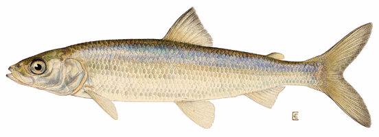 Photo of Cisco