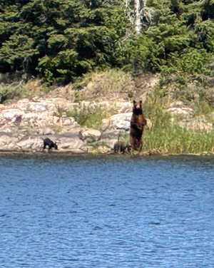 Momma bear and her 3 cubs