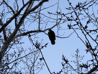 Turkey Vultures roosting in the evening beside Lac Pelletier 
Photo @saskstormchaser 