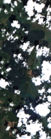 Whiteswan Lakes - Jul 24, 2026