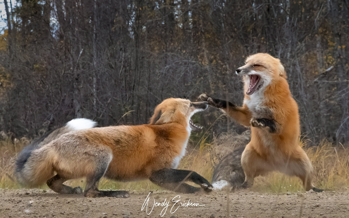 Two foxes fighting or what they call "geckering"! They do this at times to fight for territorital rights or during mating season and in this case it was months prior to mating season.  Taken on the Narrows road right beside the Waskesui Lake!
