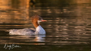 Female Common Merganser
Late Fall 2025, Golden light blanketing her in it's beauty!