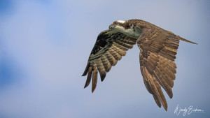 Sandy Lake PANP! 
Gorgeous Osprey hunting for dinner!