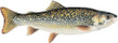 Splake Trout