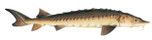 Lake Sturgeon