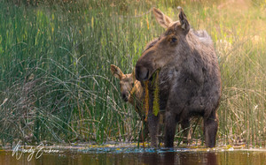 Mom Moose and her little calf!