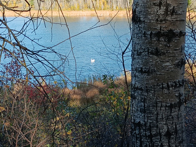 Swans on the lake! Worth the hike in to see!