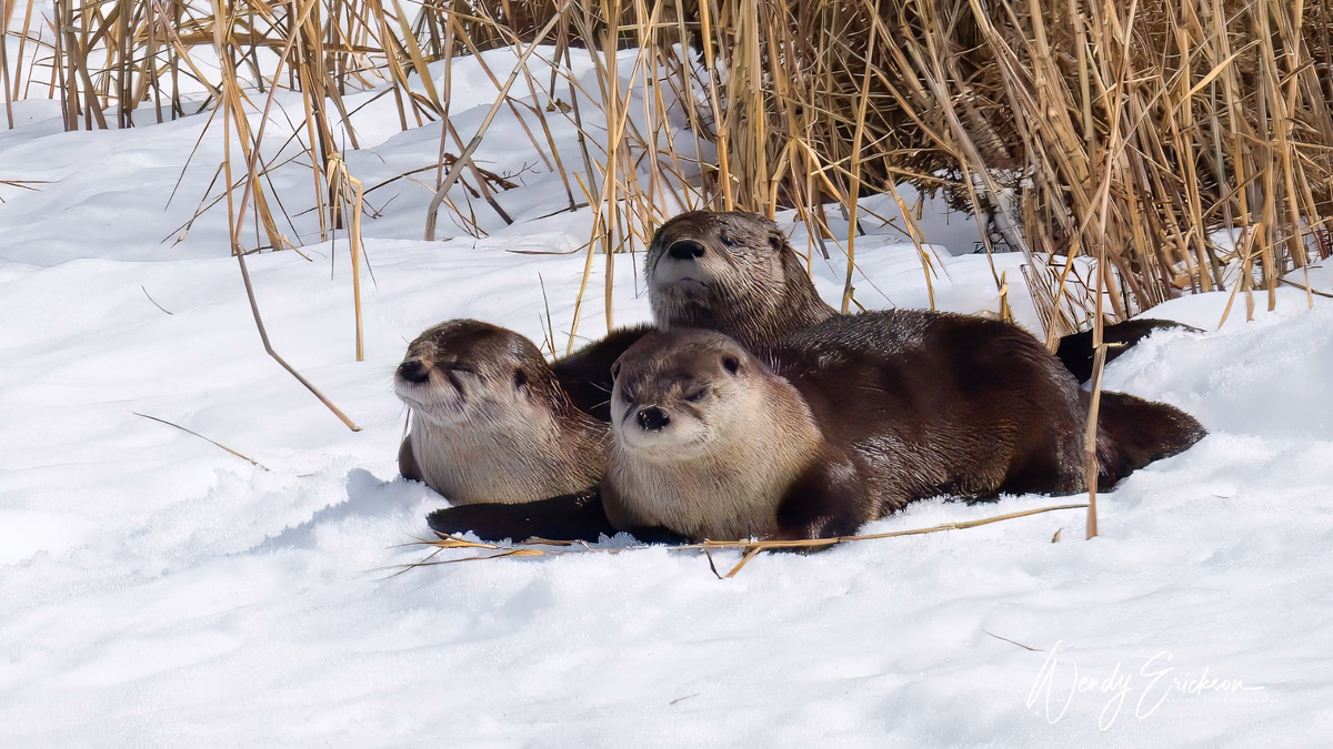 Family of Otters on the shore of Waskesui Lake at the Narrows
