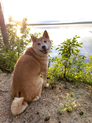 Shiba Inu (Bodhi) at Lower Fishing Lake enjoying the sunset.