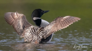 Posturing after preening. They do this to shake the excess water off of their feathers.