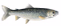Lake Trout