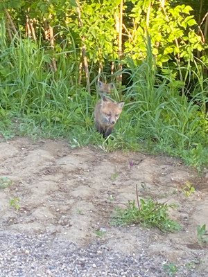 Waiting for mom. Kits sitting in the bush line. 