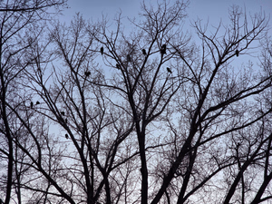 Turkey Vultures roosting in the evening beside Lac Pelletier 
Photo @saskstormchaser 