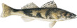 Sauger