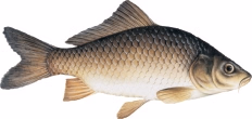 Photo of Common Carp