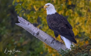Mature Bald Eagle in the fall colors