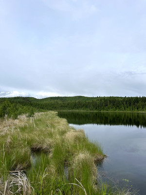 Shoreline of the lake.