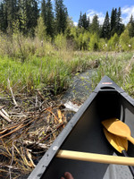 Getting my canoe past the beaver dams to get to Little Nesslin.