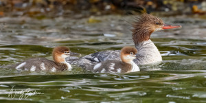 Common female Mergamser and her 2 babies! 
These birds are constantly on the water from the time they are born. Some ride their mom's backs and most times they swim with her. So very sweet!