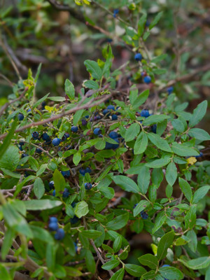 Blueberry picking 